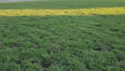Dallas lawn recovering after professional aeration service showing healthy turf growth and soil improvement