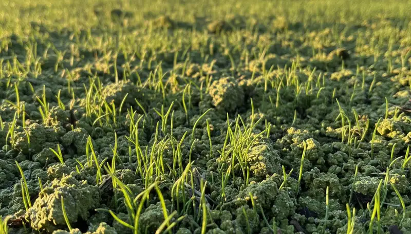Sprouting grass from hydroseeded soil showing germination success by Chop Chop Landscaping in Dallas, TX